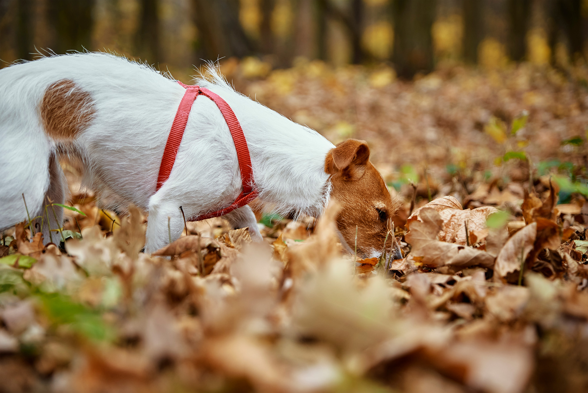 Hund schnüffelt im Laub im Wald. Schnüffelmeister ist ein Kurskonzept für die Nasenarbeit von Hunden speziell für Hundeschulen entwickelt.