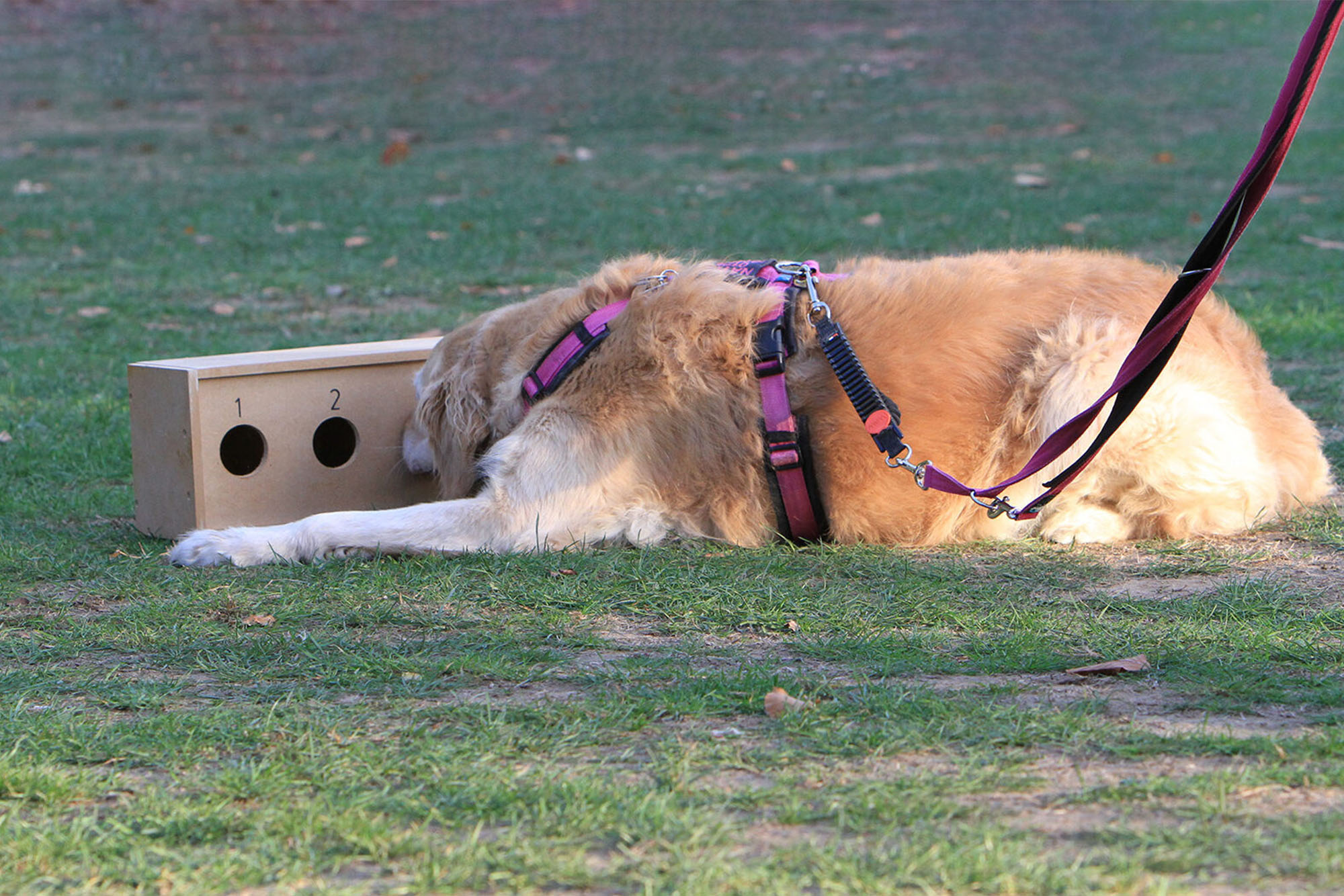 Ein Hund schnüffelt in eine Box. Schnüffelmeister ist ein Kurskonzept für die Nasenarbeit mit dem Schwerpunkt "Geruchsidentifikation".