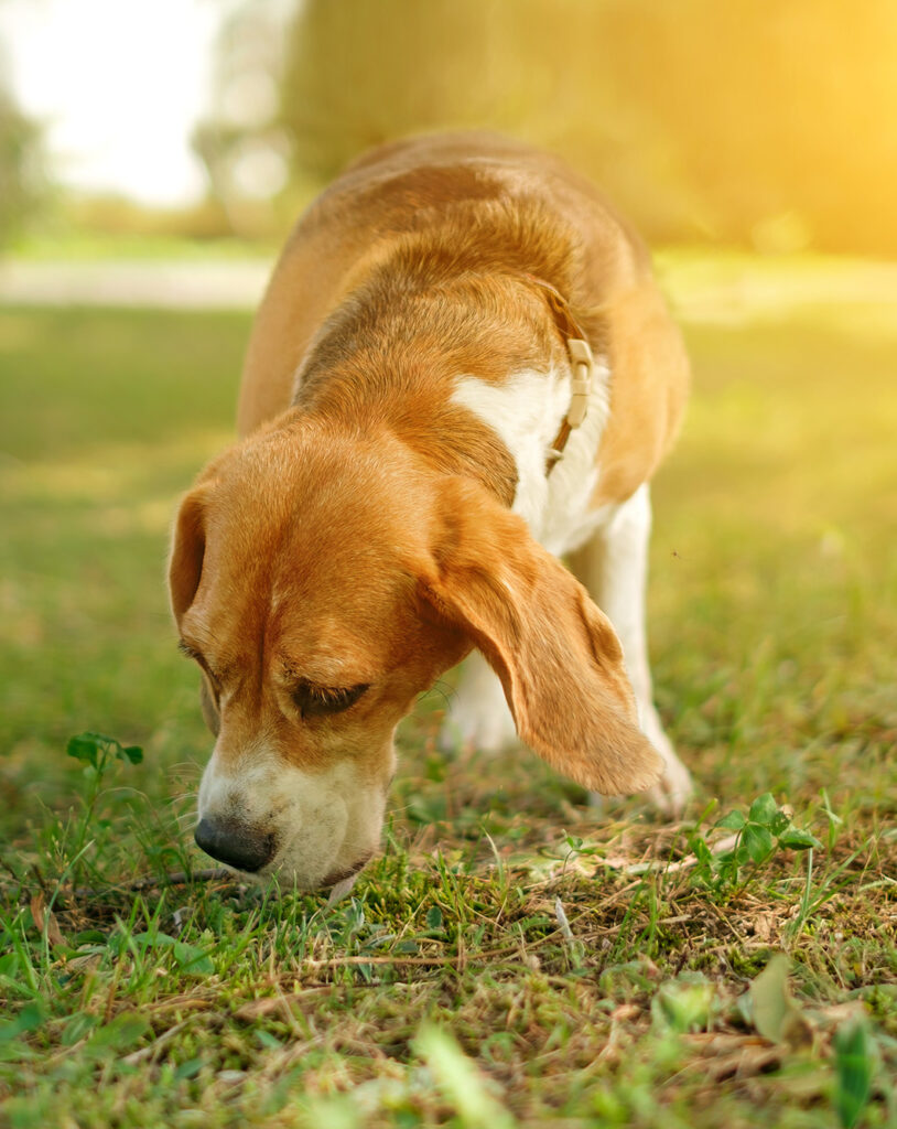 Ein Beagle schnüffelt bei Sonnenschein auf einer Wiese. Schnüffelmeister ist ein Kurskonzept für die Nasenarbeit mit dem Schwerpunkt "Geruchsidentifikation".